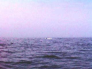 bisyago.jpg (18211 バイト)