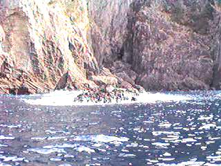 bisyago.jpg (18211 バイト)