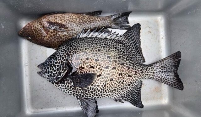 磯釣り渡船です