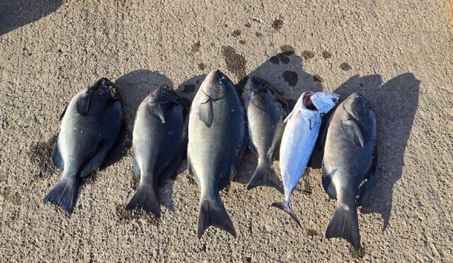 磯釣り渡船です