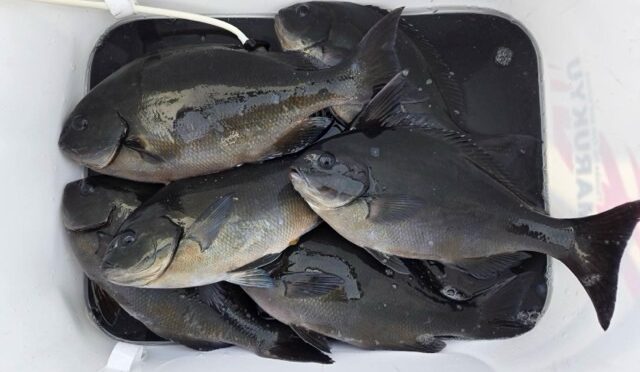 磯釣り渡船です。