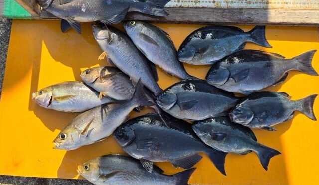 磯釣り渡船です