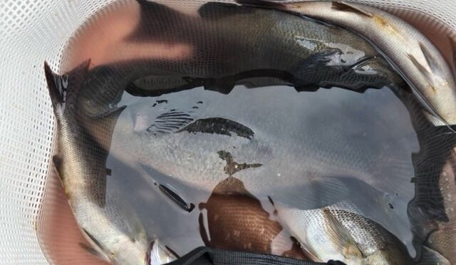 磯釣り渡船です。