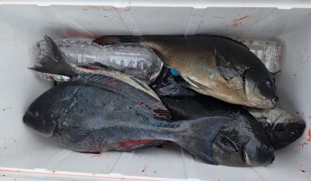 磯釣り渡船です。